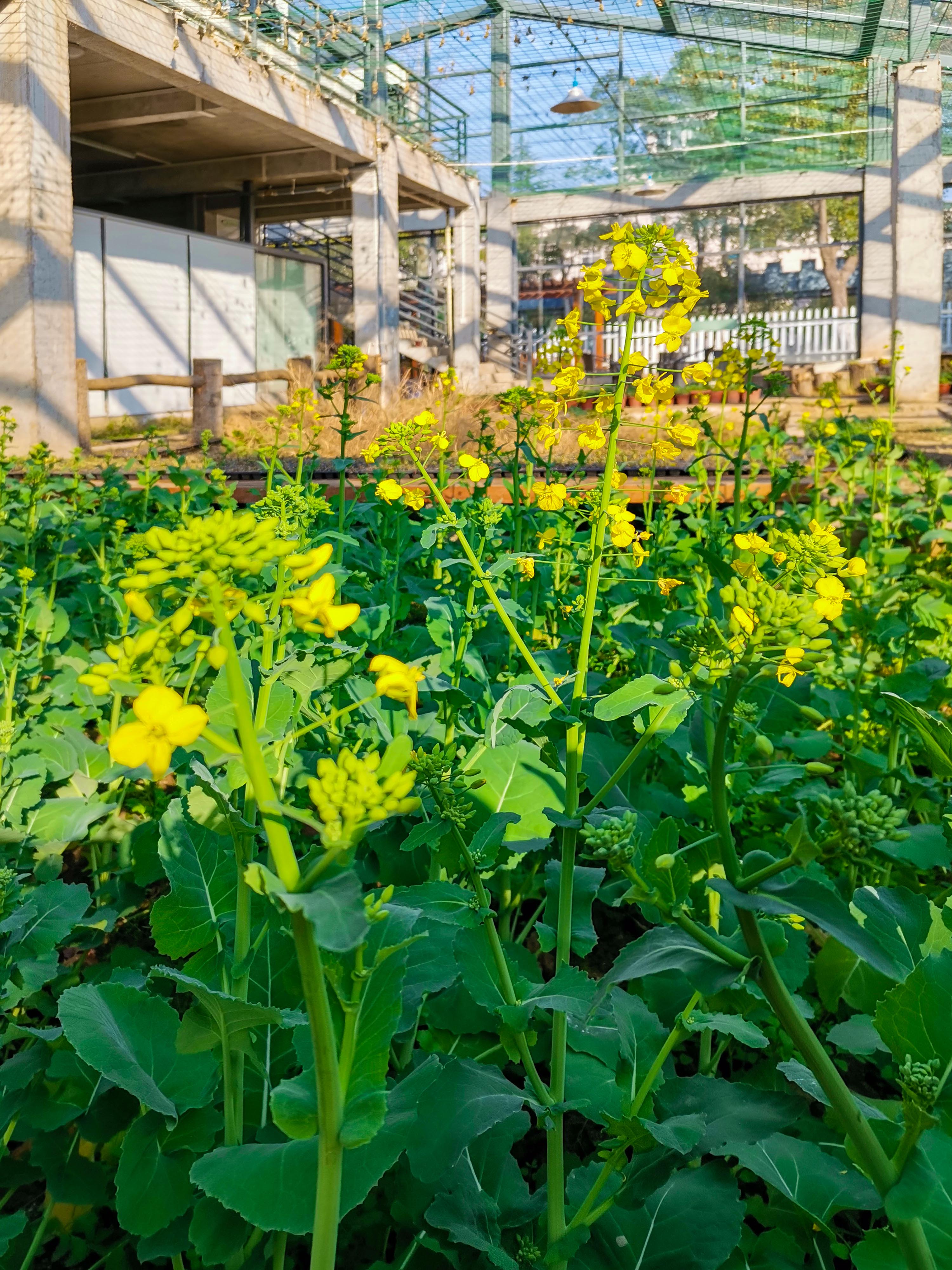 植物园-温室内油菜花1.jpg