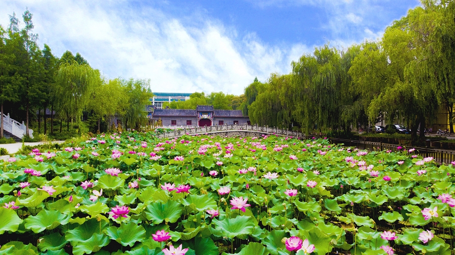 nEO_IMG_夏荷 (3).jpg