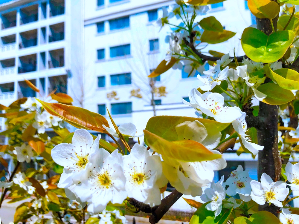 梨花.jpg