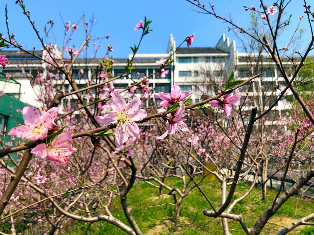桃花 (2).jpg