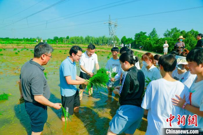 老师现场教授插秧动作要领 陈冲 摄