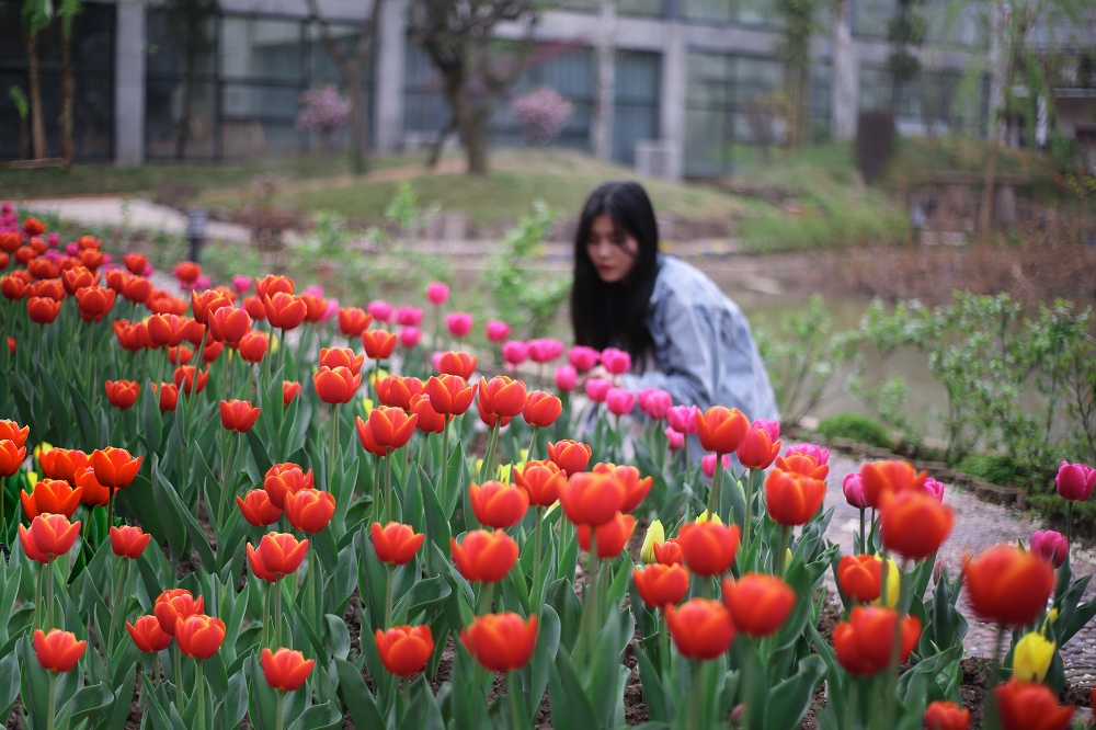 郁金香 (1)_nEO_IMG.jpg