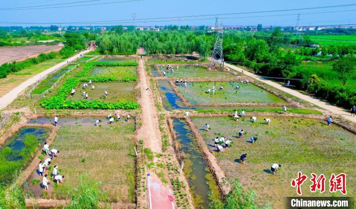 插秧农事体验活动现场 陈冲 摄