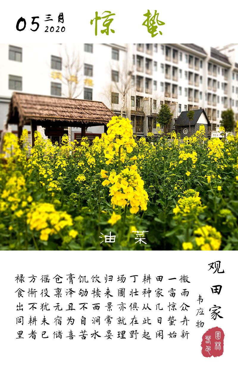 0305油菜.jpg