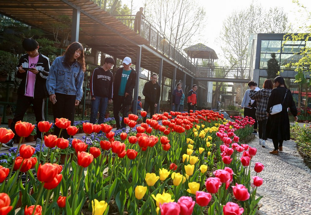 郁金香 (5)_nEO_IMG.jpg