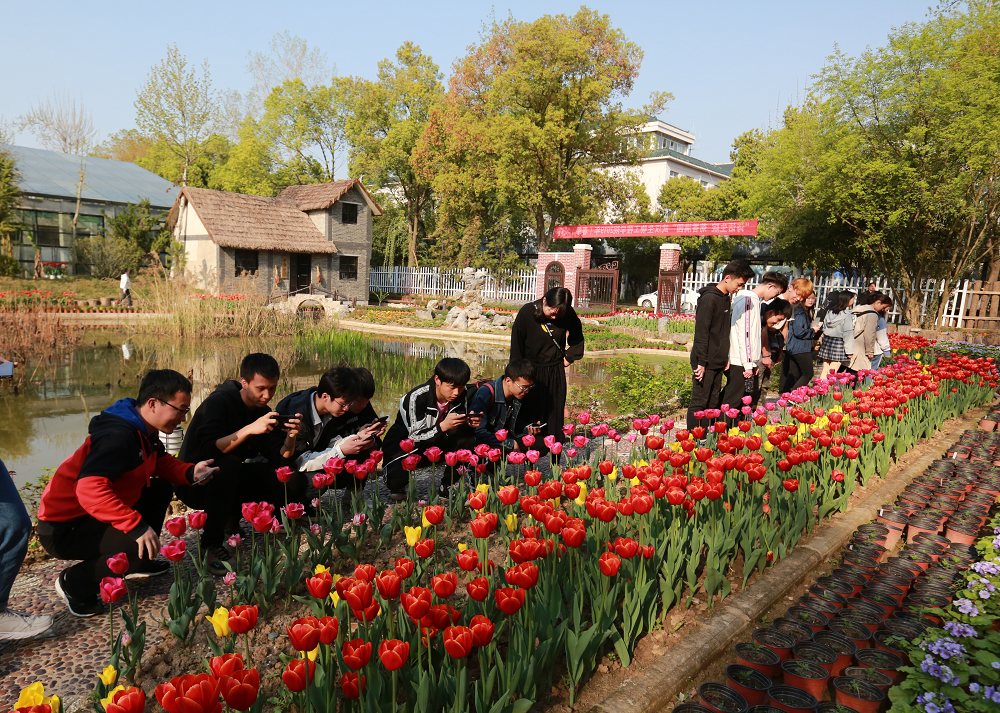 郁金香 (3)_nEO_IMG.jpg