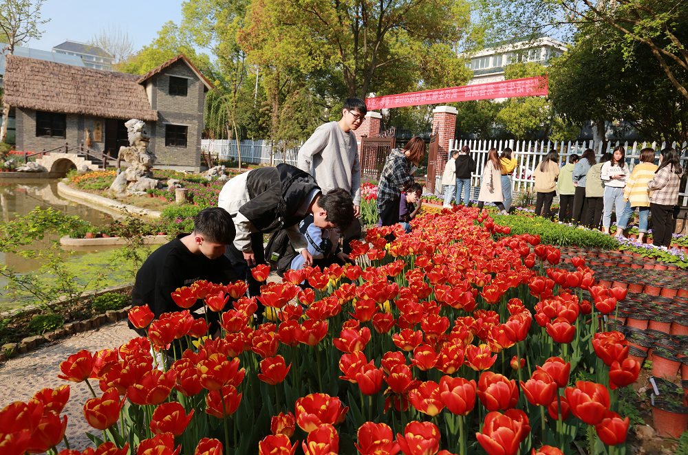 郁金香 (4)_nEO_IMG.jpg