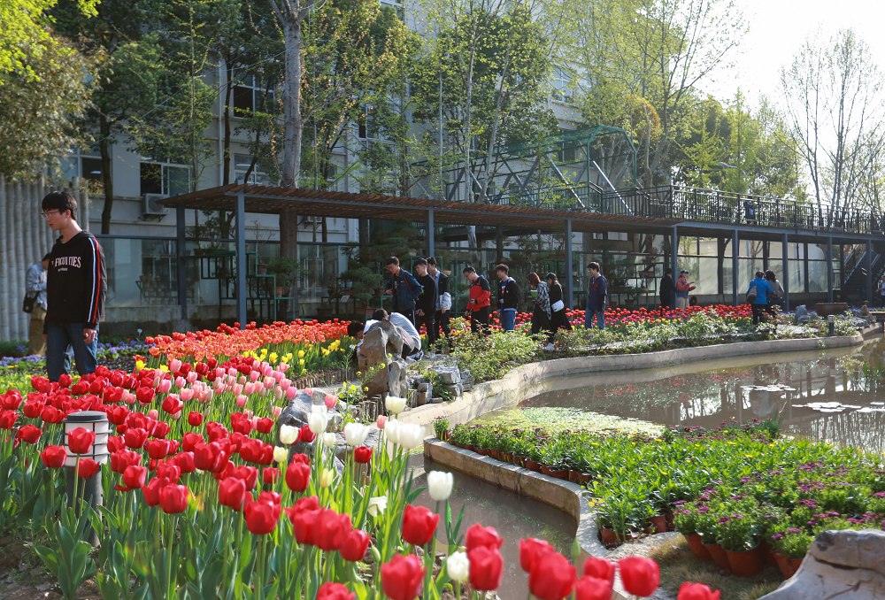 郁金香 (6)_nEO_IMG.jpg